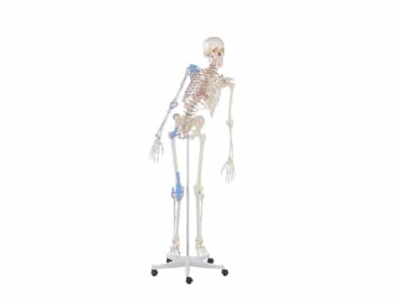 Skeleton "Max" w/movable spine, muscle m